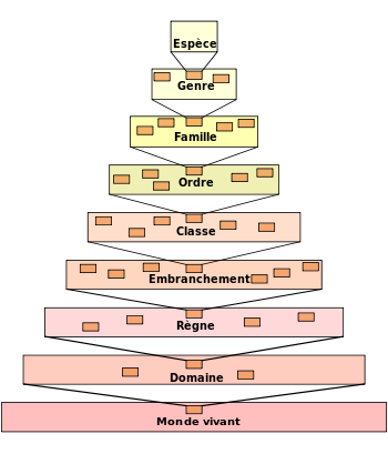 Taxonomic_hierarchy.svg