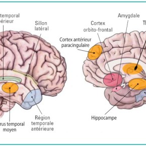 Le cerveau et le poker : hémisphère gauche ou droit ?