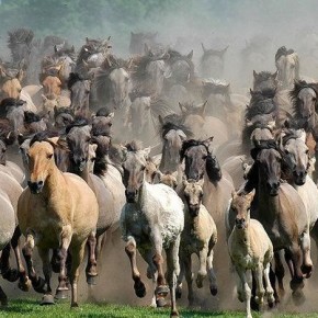 Stacking : foals, maiden* et "chevaux de retour"...