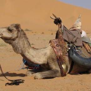 Dernières nouvelles de Marrakech. Escroquerie en vue ?