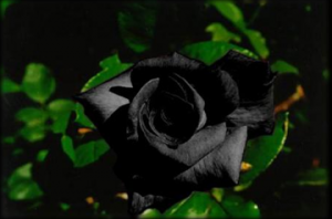 Roses-noires-Adriane-M-fleuriste-Paris-300x198