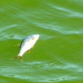 Les aquariums sont vides ! Les joueurs ont le ventre en l'air...