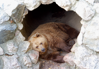 bears-hibernation