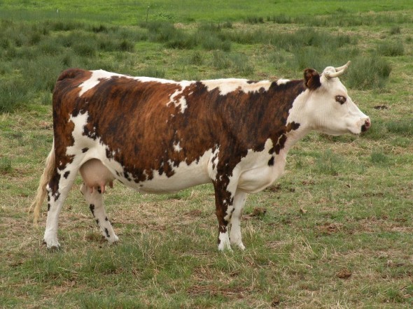 vache-normande1