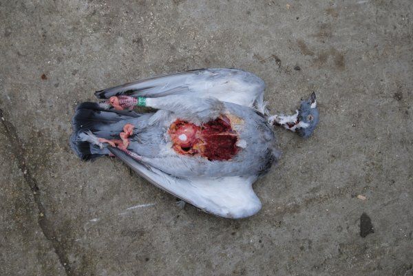 pigeon mort