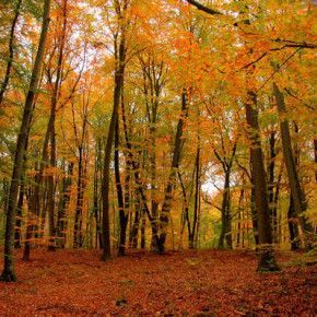 Remugles et bruits de couloirs automne 2015