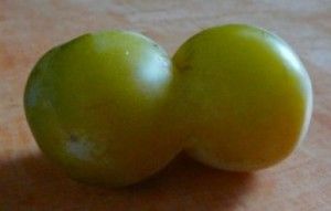 double-prune